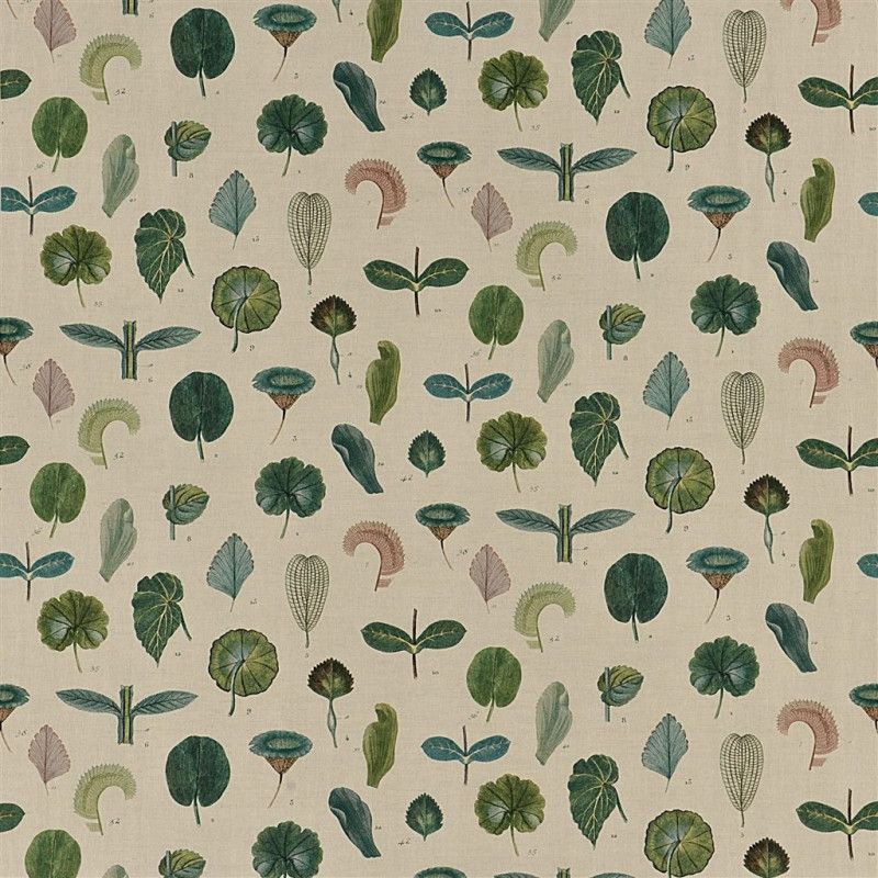 A Leaf Study